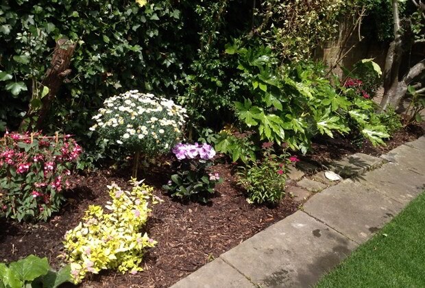 lawn edging weeds removed and flowers planted Tralee