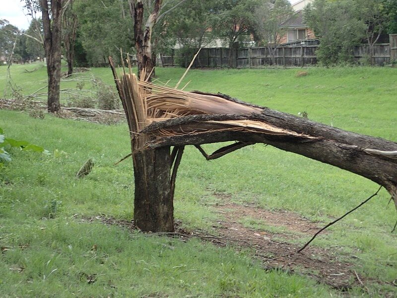tree snapped straight in half after a heavy storm winds