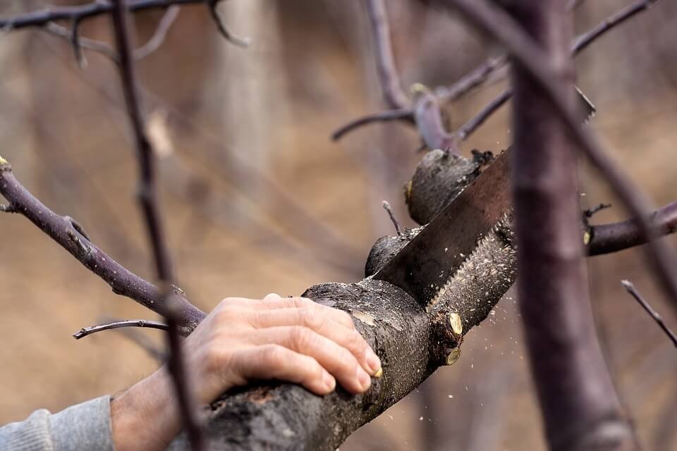 hand pruning a branch off a tree