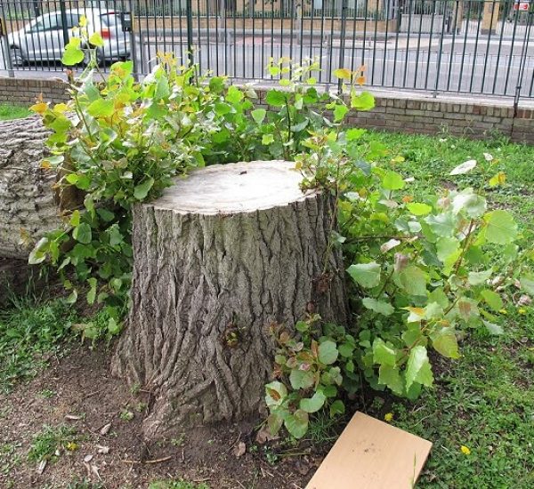 tree stump in park Tralee with branches surrounding it