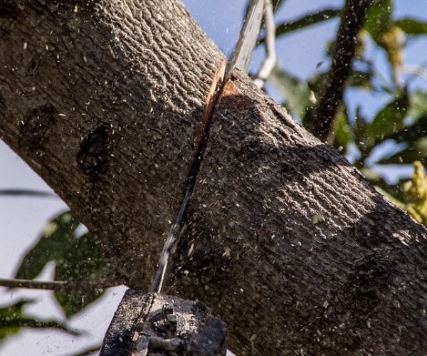 pruning a tree with chainsaw extension kit