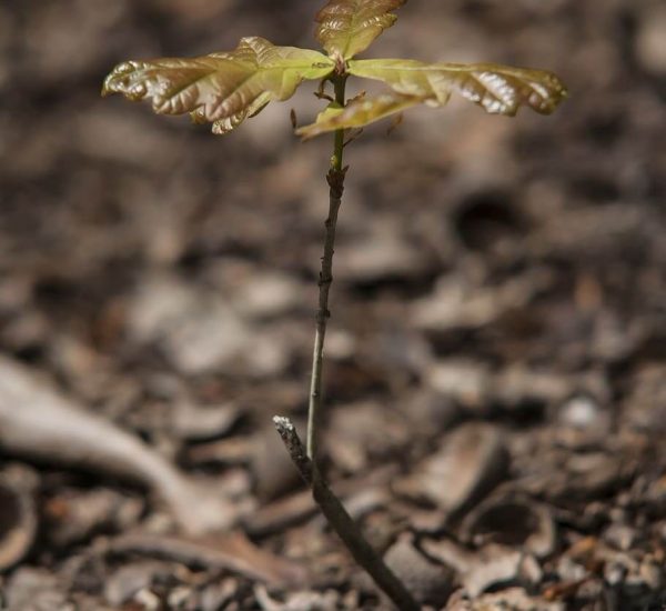 small seedling growing naturally in the forest